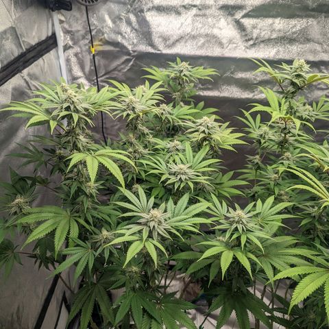 Lemon Cherry Gelato x Black Velvet #1 growlog timeline photo