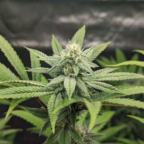 Lemon Cherry Gelato x Black Velvet #1 growlog timeline photo