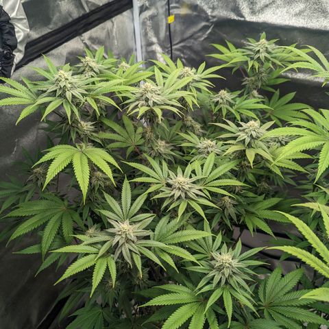 Lemon Cherry Gelato x Black Velvet #1 growlog timeline photo