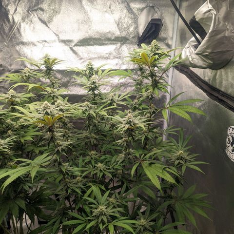 Lemon Cherry Gelato x Black Velvet #1 growlog timeline photo