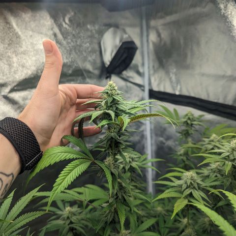 Lemon Cherry Gelato x Black Velvet #1 growlog timeline photo