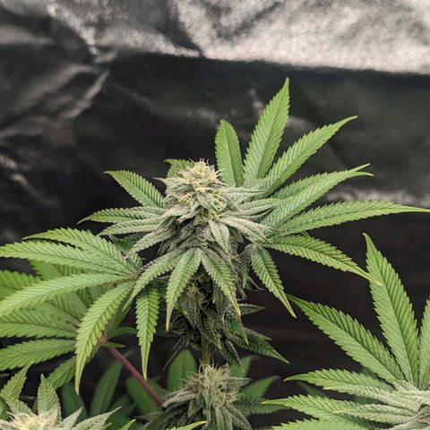 Lemon Cherry Gelato x Black Velvet #1 growlog timeline photo