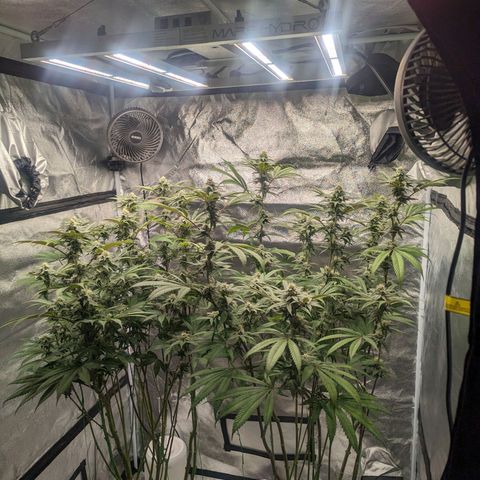Lemon Cherry Gelato x Black Velvet #1 growlog timeline photo