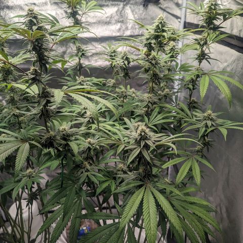 Lemon Cherry Gelato x Black Velvet #1 growlog timeline photo