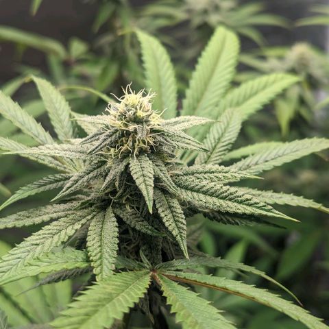 Lemon Cherry Gelato x Black Velvet #1 growlog timeline photo