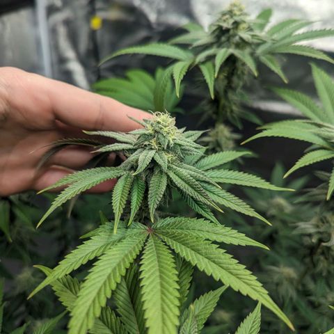 Lemon Cherry Gelato x Black Velvet #1 growlog timeline photo