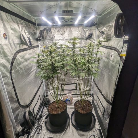 Lemon Cherry Gelato x Black Velvet #1 growlog timeline photo