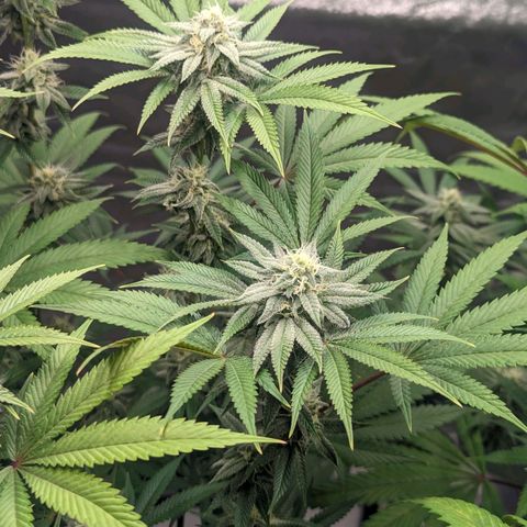 Lemon Cherry Gelato x Black Velvet #1 growlog timeline photo