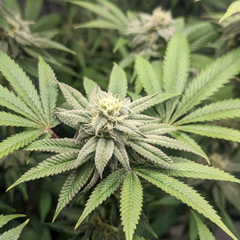 Lemon Cherry Gelato x Black Velvet #1 growlog timeline photo