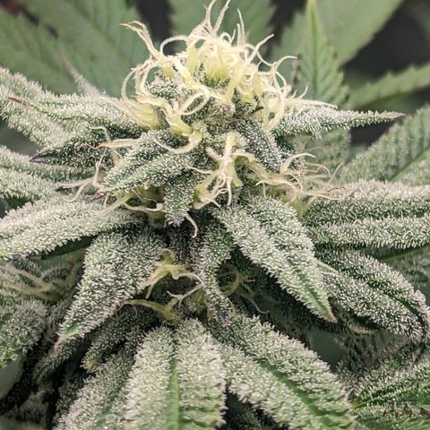 Lemon Cherry Gelato x Black Velvet #1 growlog timeline photo