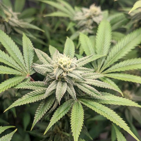 Lemon Cherry Gelato x Black Velvet #1 growlog timeline photo