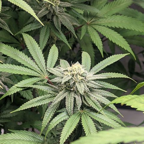 Lemon Cherry Gelato x Black Velvet #1 growlog photo: Light feeding 