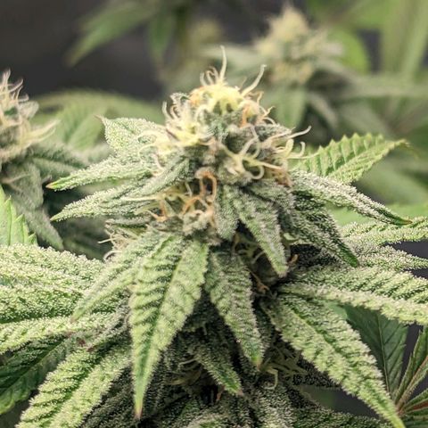 Lemon Cherry Gelato x Black Velvet #1 growlog photo: Light feeding 