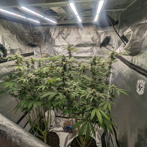 Lemon Cherry Gelato x Black Velvet #1 growlog photo: Light feeding 