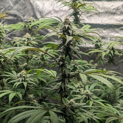Lemon Cherry Gelato x Black Velvet #1 growlog photo: Light feeding 