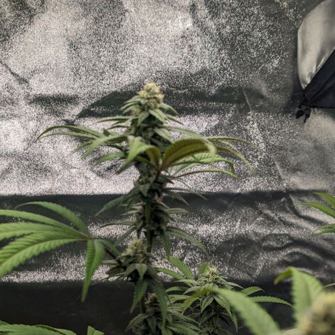 Lemon Cherry Gelato x Black Velvet #1 growlog photo: Light feeding 