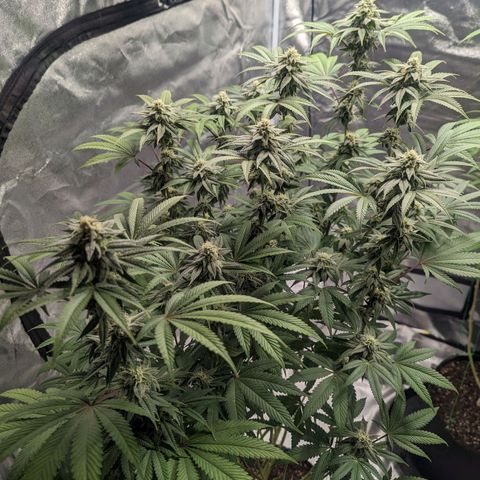 Lemon Cherry Gelato x Black Velvet #1 growlog photo: Light feeding 