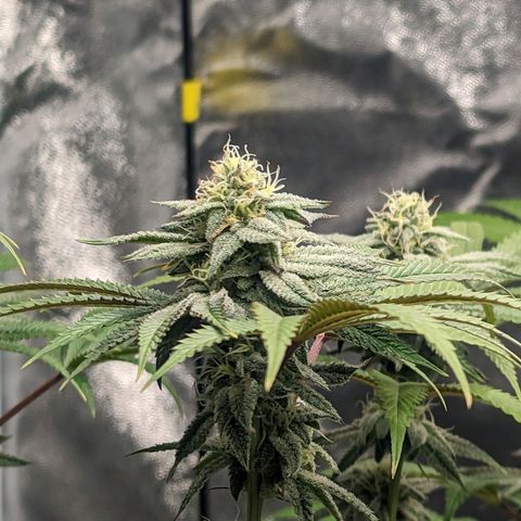 Lemon Cherry Gelato x Black Velvet #1 growlog photo: Light feeding 