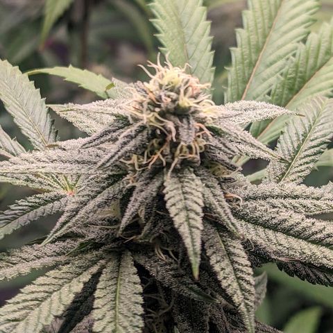 Lemon Cherry Gelato x Black Velvet #1 growlog photo: Light feeding 
