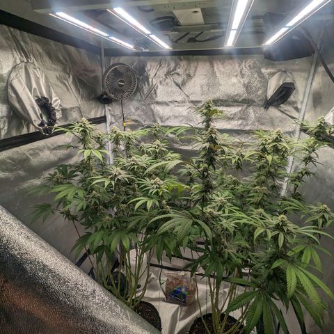 Lemon Cherry Gelato x Black Velvet #1 growlog photo: Light feeding 
