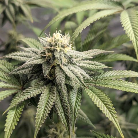 Lemon Cherry Gelato x Black Velvet #1 growlog photo: Light feeding 