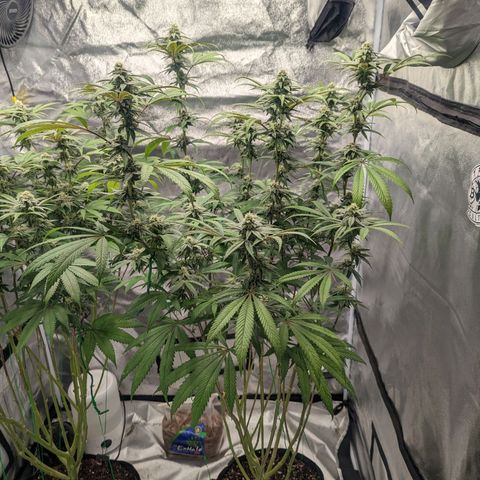 Lemon Cherry Gelato x Black Velvet #1 growlog timeline photo