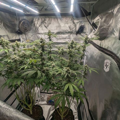 Lemon Cherry Gelato x Black Velvet #1 growlog timeline photo