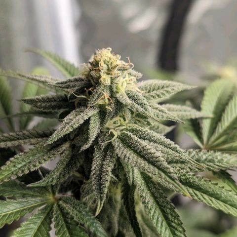 Lemon Cherry Gelato x Black Velvet #1 growlog timeline photo