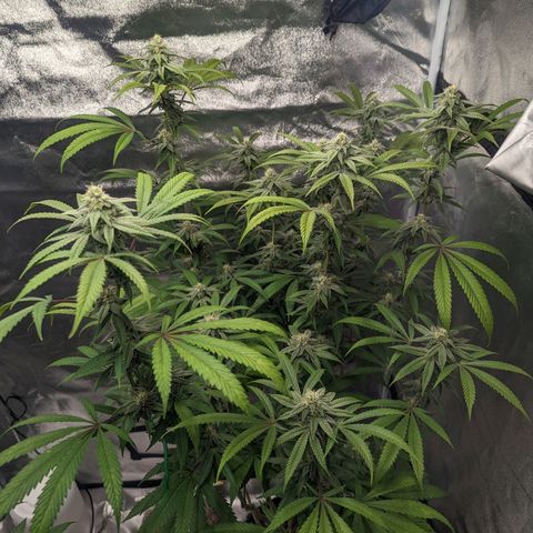 Lemon Cherry Gelato x Black Velvet #1 growlog timeline photo