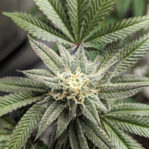 Lemon Cherry Gelato x Black Velvet #1 growlog timeline photo