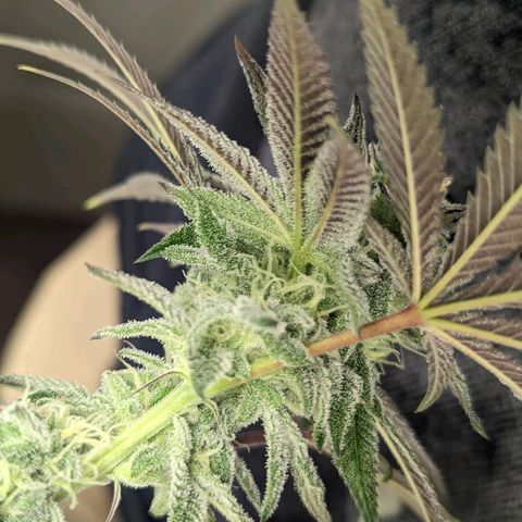 Lemon Cherry Gelato x Black Velvet #1 growlog timeline photo