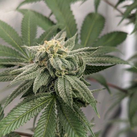 Lemon Cherry Gelato x Black Velvet #1 growlog timeline photo