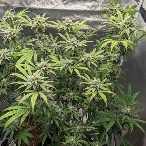 Lemon Cherry Gelato x Black Velvet #1 growlog timeline photo