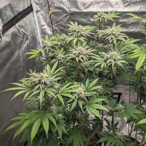 Lemon Cherry Gelato x Black Velvet #1 growlog timeline photo