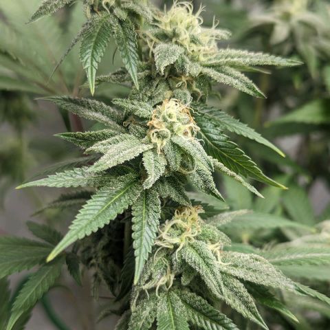 Lemon Cherry Gelato x Black Velvet #1 growlog timeline photo