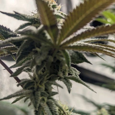 Lemon Cherry Gelato x Black Velvet #1 growlog timeline photo