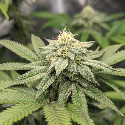 Lemon Cherry Gelato x Black Velvet #1 growlog timeline photo
