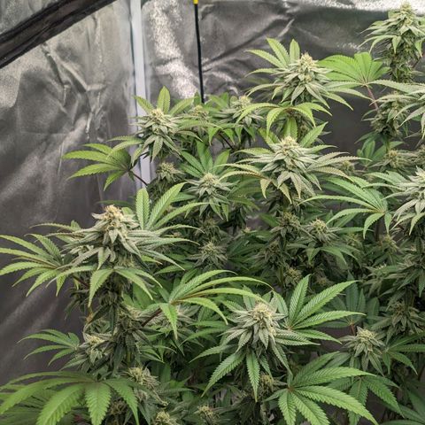 Lemon Cherry Gelato x Black Velvet #1 growlog timeline photo