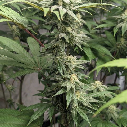 Lemon Cherry Gelato x Black Velvet #1 growlog timeline photo