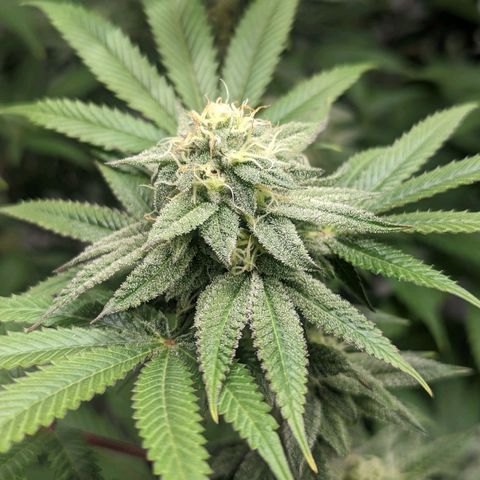 Lemon Cherry Gelato x Black Velvet #1 growlog timeline photo