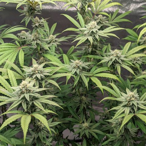 Lemon Cherry Gelato x Black Velvet #1 growlog timeline photo