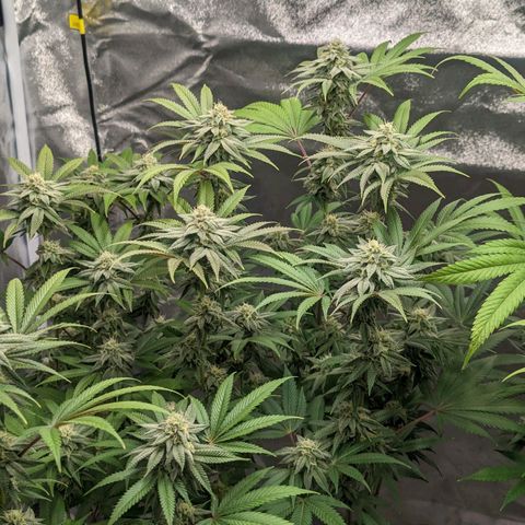 Lemon Cherry Gelato x Black Velvet #1 growlog timeline photo