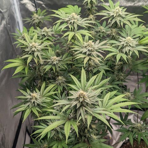 Lemon Cherry Gelato x Black Velvet #1 growlog photo: No water, still heavy 