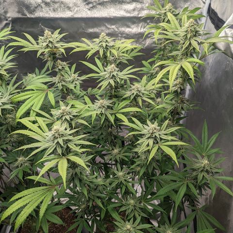 Lemon Cherry Gelato x Black Velvet #1 growlog photo: No water, still heavy 
