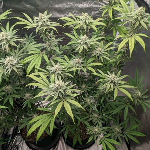 Lemon Cherry Gelato x Black Velvet #1 growlog photo: No water, still heavy 