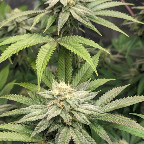 Lemon Cherry Gelato x Black Velvet #1 growlog photo: No water, still heavy 