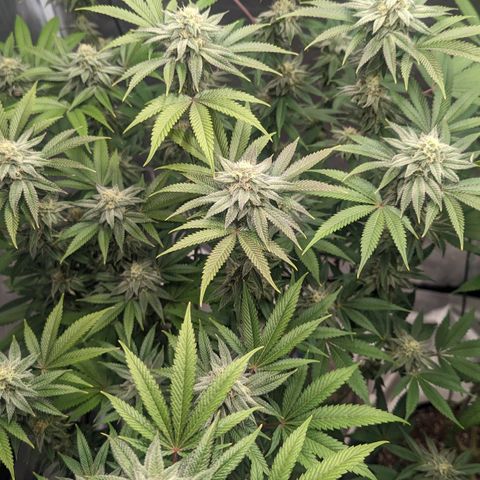 Lemon Cherry Gelato x Black Velvet #1 growlog photo: No water, still heavy 