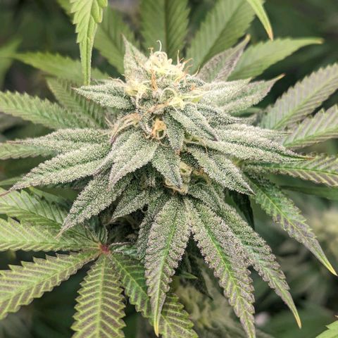Lemon Cherry Gelato x Black Velvet #1 growlog photo: No water, still heavy 