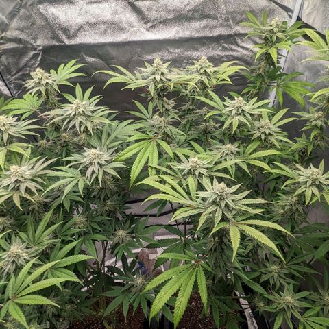 Lemon Cherry Gelato x Black Velvet #1 growlog photo: No water, still heavy 