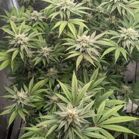 Lemon Cherry Gelato x Black Velvet #1 growlog photo: No water, still heavy 